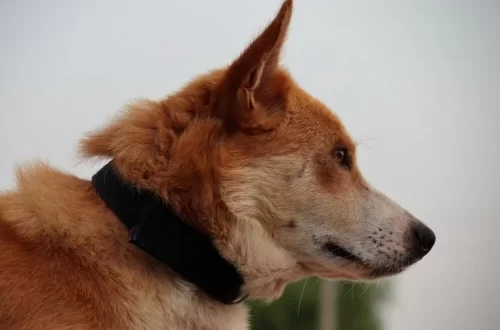 Halo Collar GPS dog fence