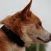 Halo Collar GPS dog fence