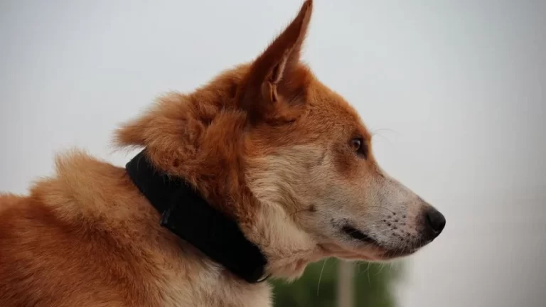 Halo Collar GPS dog fence