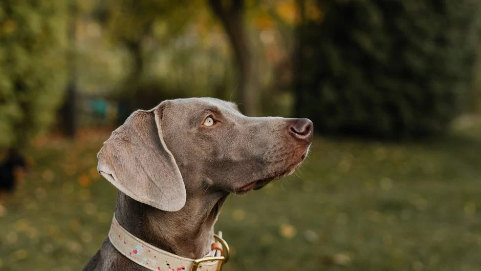 Halo Collar GPS dog fence editorial deta